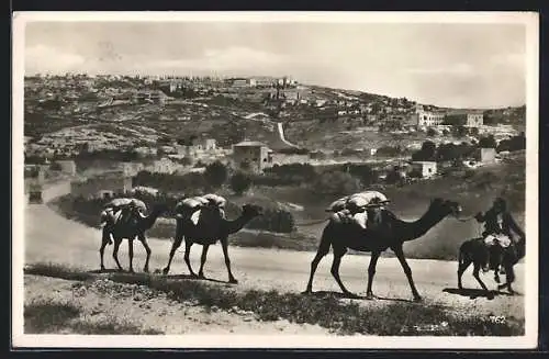 AK Nazareth, Kamele mit Blick auf die Stadt