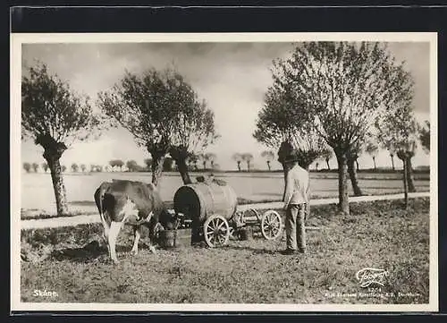 AK Skane, Bauer mit seiner Kuh auf dem Feld