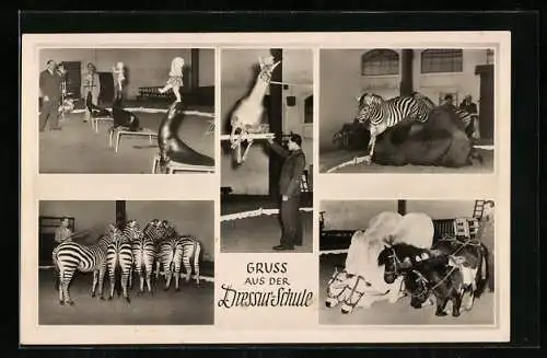 AK Hamburg-Stellingen, Hagenbeck`s Tierpark, Dressur Schule