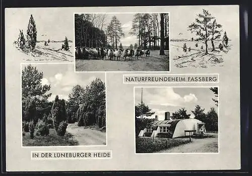AK Fassberg /Unterloss, Naturfreundeheim, Heidschnucken