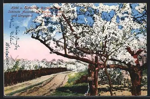 AK Werder / Havel, Ortspartie bei der Baumblüte