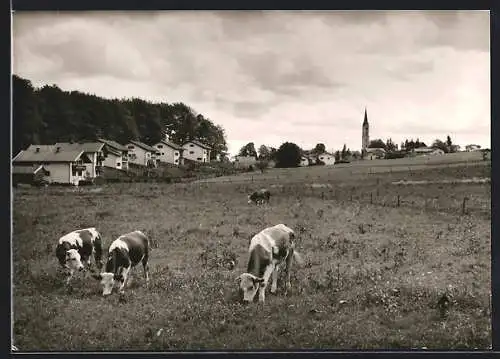 AK Irschenberg, Neue Siedlung im Hintergrund, Kühe auf der Weide