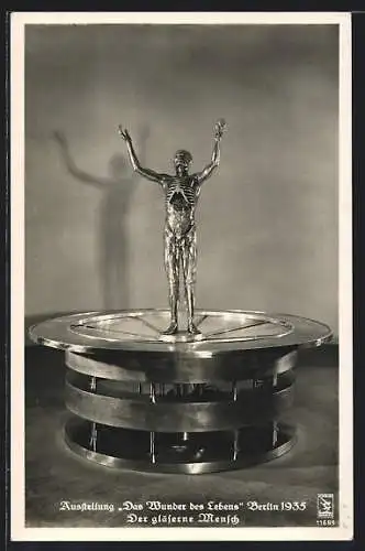 Foto-AK Der gläserne Mensch, Ausstellung: Das Wunder des Lebens, Berlin 1935