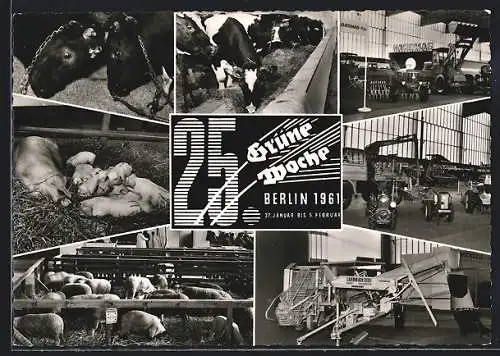 AK Berlin, 25. Grüne Woche 1961, Schweine, Kühe, landwirtschaftliche Maschinen