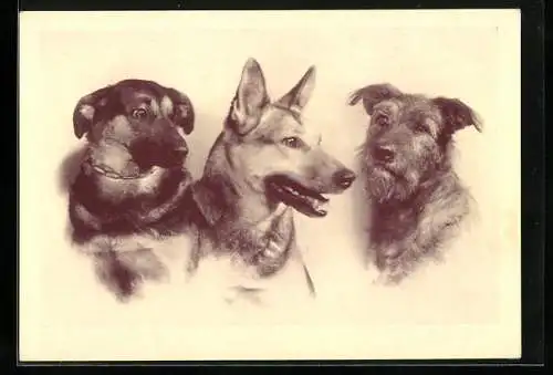 AK Schäferhund, Terrier und weiterer Hund, Wiener Tierschutzverein