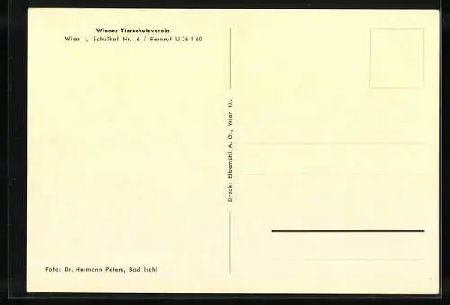 AK Schäferhund, Terrier und weiterer Hund, Wiener Tierschutzverein