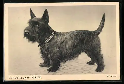 AK Schottischer Terrier, Portrait