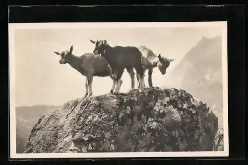 AK Gitzi, Ziegen auf dem Felsen