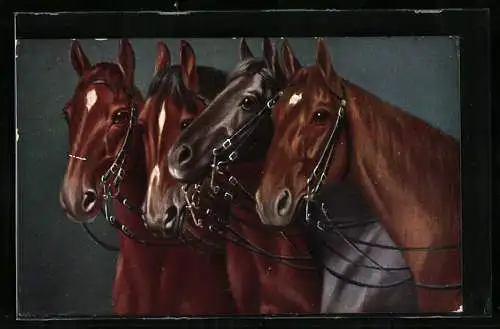 AK Vier edle Reitpferde mit Zaumzeug