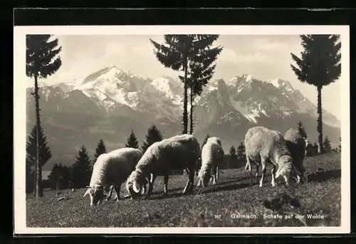 AK Garmisch, Schafe auf der Weide