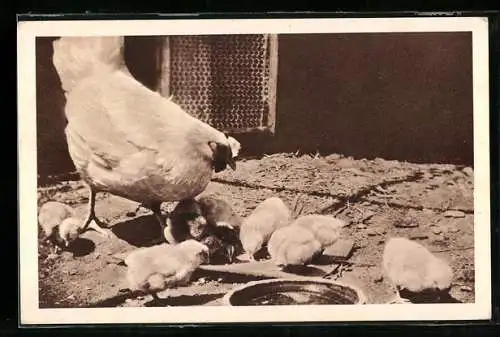 AK Wiener Tierschutz-Verein, Huhn mit Küken