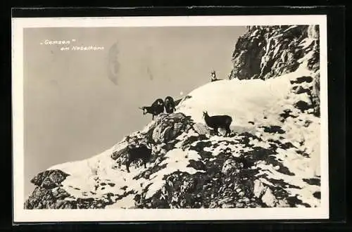 AK Nebelhorn, Gemsen am Berg