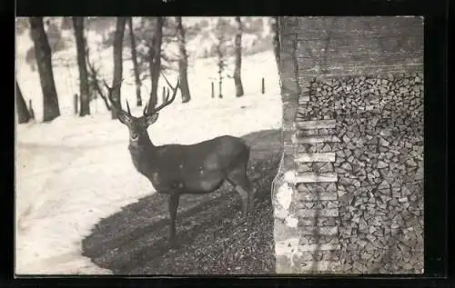 AK Hirsch neben einem Gebäude, Winter