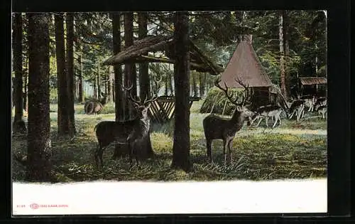 AK St. Andreasberg /Harz, Wildfütterungsstelle im Walde