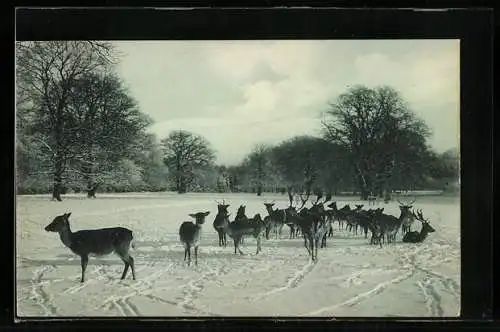 AK Hirsche auf einem Schneefeld