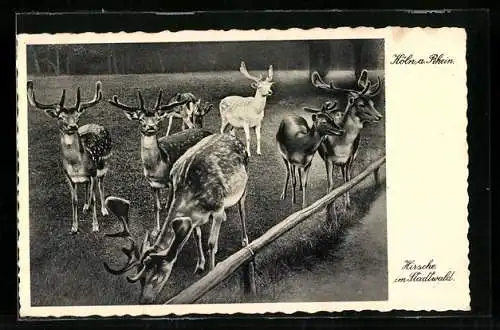 AK Köln, Hirsche im Stadtwald