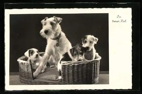 AK Terrier mit drei Welpen im Korb