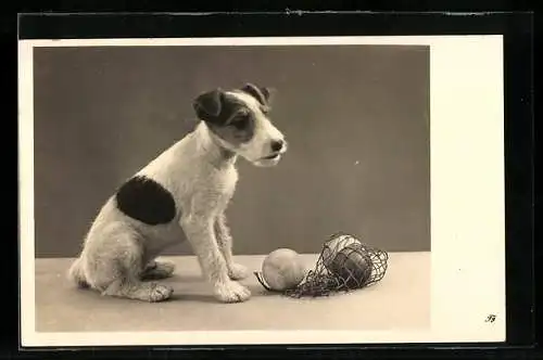 AK Junger Terrier mit Bällen im Netz