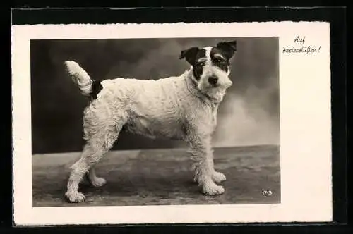 AK Auf Freiersfüssen!, Terrier