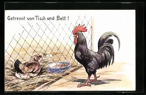 AK Hahn und Huhn, durch Maschendraht getrennt