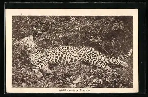 AK Erlegter Leopard am Boden