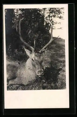 Foto-AK Erlegter Hirsch mit Tannenzweigen