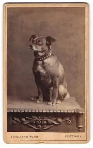 Fotografie Ferdinand Wahn. Pritzwalk, Hund mit Hundehalsband posiert im Atelier