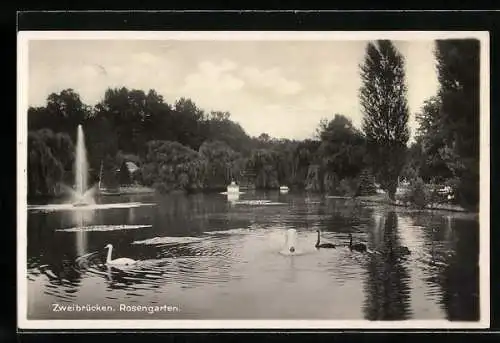 AK Zweibrücken, Schwäne auf dem Teich im Rosengarten