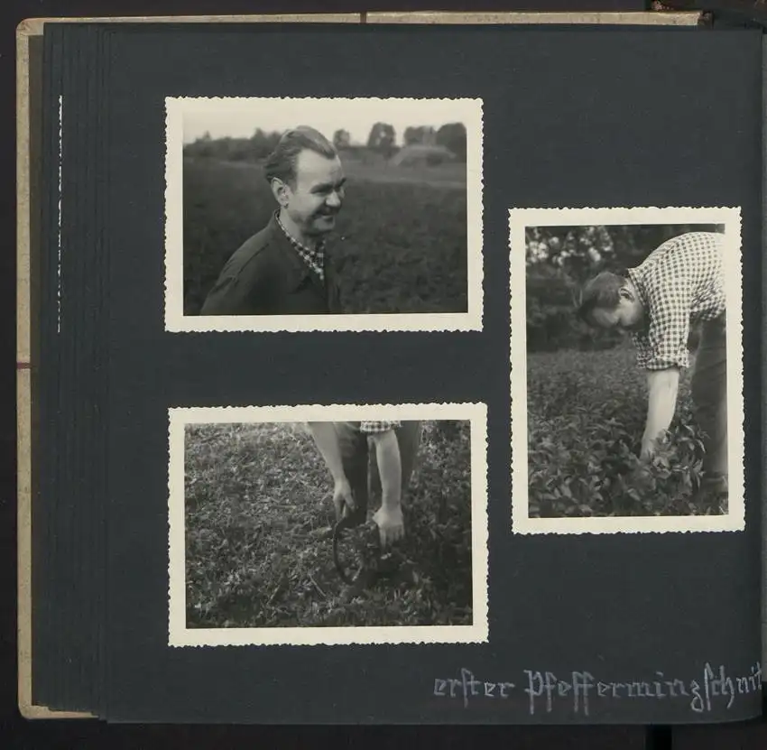 Fotoalbum mit 74 Fotografien, Ansicht Dessau-Rosslau, Apotheke und Heilpflanzenanbau Dr. Luxat, Innenansicht, Medikamente 18