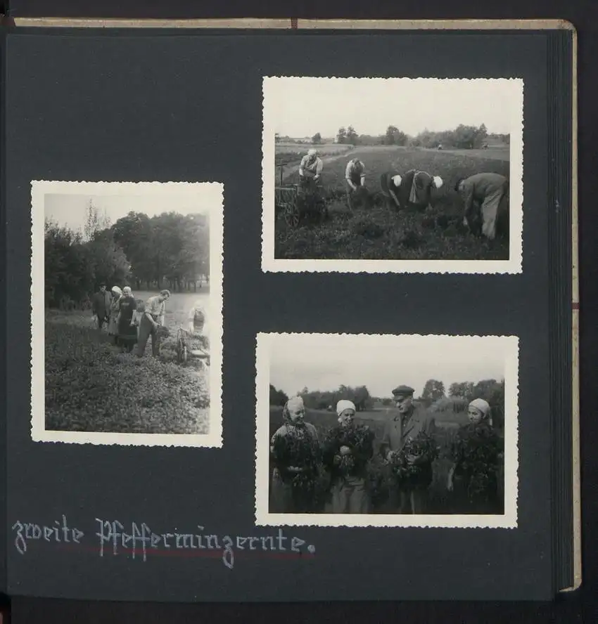 Fotoalbum mit 74 Fotografien, Ansicht Dessau-Rosslau, Apotheke und Heilpflanzenanbau Dr. Luxat, Innenansicht, Medikamente 19
