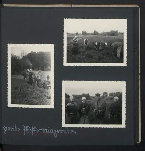 Fotoalbum mit 74 Fotografien, Ansicht Dessau-Rosslau, Apotheke und Heilpflanzenanbau Dr. Luxat, Innenansicht, Medikamente