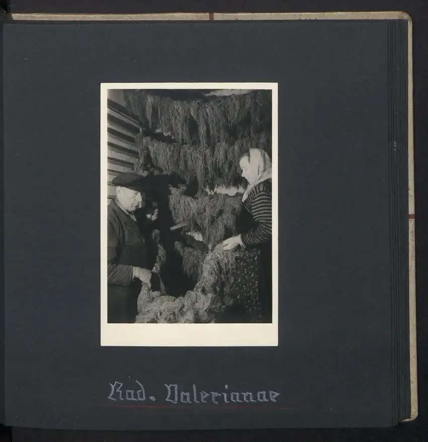 Fotoalbum mit 74 Fotografien, Ansicht Dessau-Rosslau, Apotheke und Heilpflanzenanbau Dr. Luxat, Innenansicht, Medikamente 21