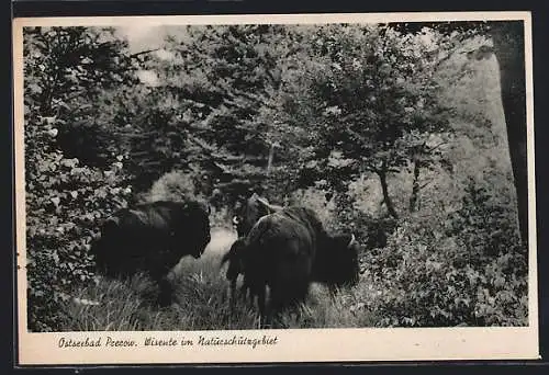 AK Prerow /Ostsee, Wisente im Naturschutzgebiet