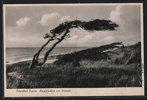 AK Prerow /Ostsee, Windflüchter am Strande