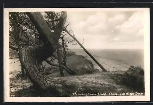 AK Prerow /Ostsee, Darss, Krüppelwald in den Dünen