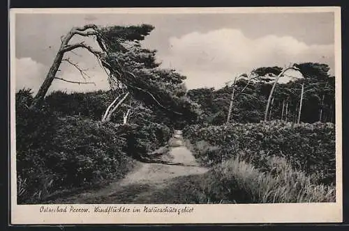 AK Prerow /Ostsee, Windflüchter im Naturschutzgebiet