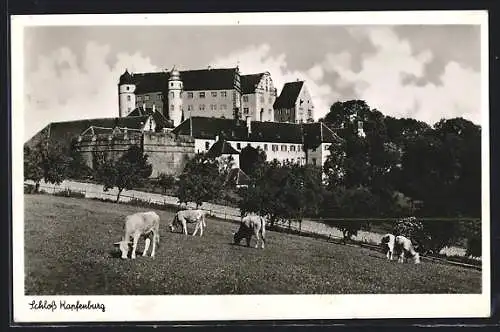 AK Lauchheim, Schlossbrauerei Kapfenburg, Kühe auf der Weide