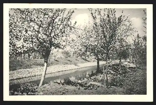 AK Altenlande, blühende Obstbäume am Kanal