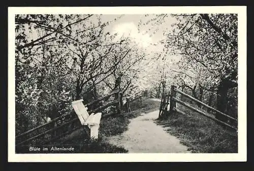 AK Altenlande, Blühende Obstbäume