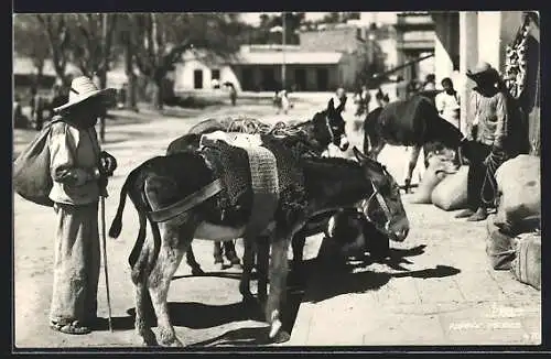 AK Mexico, Burros