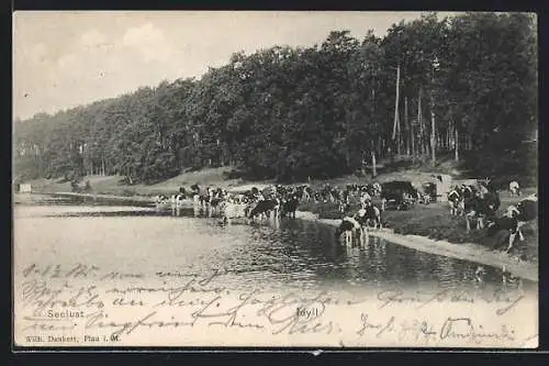 AK Plau am See, Strandbad Seelust mit Kühen