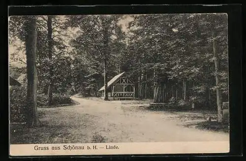 AK Schönau b. H., Ortspartie mit Linde