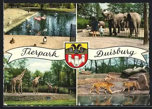 AK Duisburg, Tierpark, Elefanten, Tiger, Giraffen