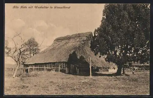 AK Giesselhorst, Alte Kate mit Wacholderbaum