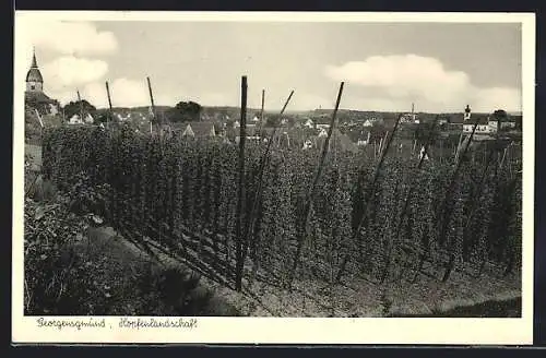 AK Georgensgmünd, Hopfenlandschaft gegen Ortschaft