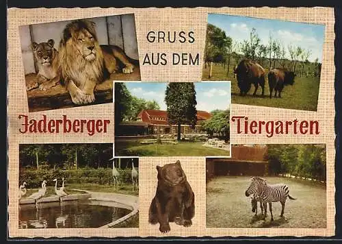 AK Jaderberg, Tiergarten und Zoogaststätten von H. D. Pundt, Löwe, Büffel, Zebra