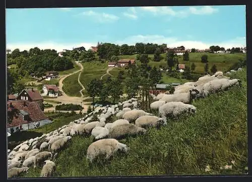 AK St. Andreasberg /Oberharz, Ortspartie mit Schafherde