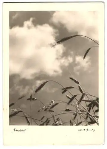 Fotografie H. Grunberg, Erntereif, Getreideähren vor vorüberziehenden Wolken