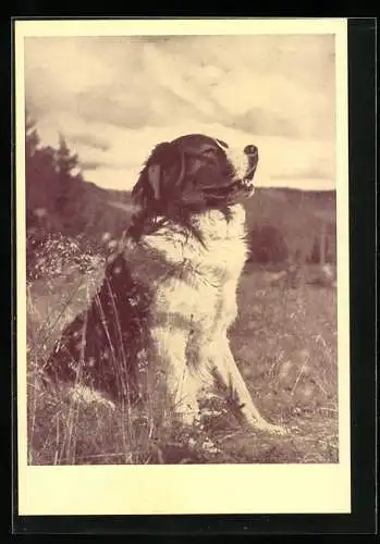 AK Bernhardiner auf einer Wiese, Wiener Tierschutzverein
