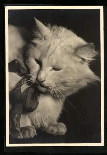 Foto-AK Weisse Katze mit Schleife